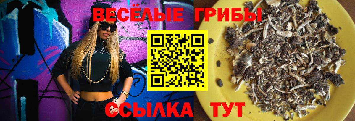 Гусев  Галлюциногенные грибы прущие грибы  Вход с VPN  Галлюциногенные грибы прущие грибы 