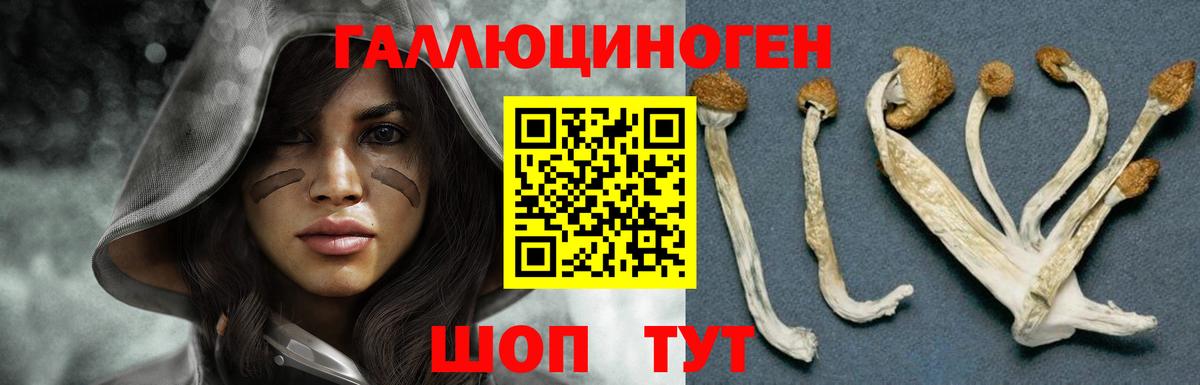 Псилоцибиновые грибы Psilocybine cubensis Гусев